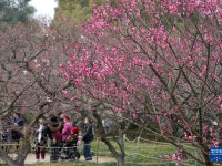 杭州：梅花开放
