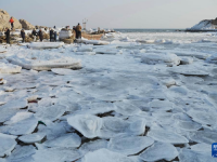 河北秦皇岛：海冰引客来
