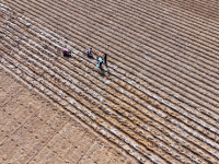 山东枣庄：人勤春来早
