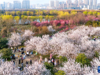 长安春日繁花开
