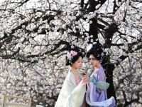 长安春日繁花开
