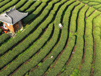 广西三江：早春茶飘香
