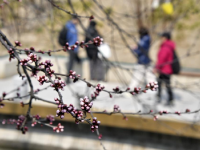 春到京城探桃花
