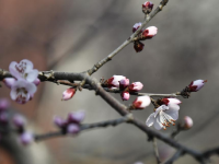 春到京城探桃花
