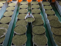 广西三江：早春茶飘香
