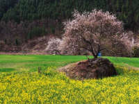 西藏波密：花开易贡春正浓
