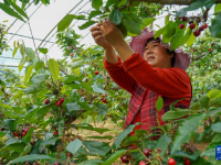 樱桃树下管护忙
