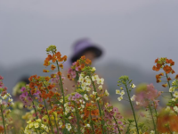 江西南昌：彩色油菜花田春光正好
