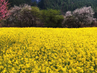 西藏波密：花开易贡春正浓
