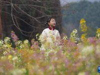 江西南昌：彩色油菜花田春光正好
