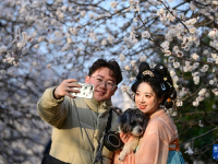 长安春日繁花开
