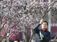 天津：春光明媚 桃花初绽

