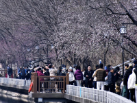 春到京城探桃花
