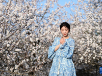 长安春日繁花开
