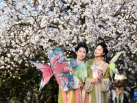 长安春日繁花开
