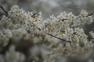 绥宁：樱花绚烂春意浓