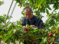 樱桃树下管护忙
