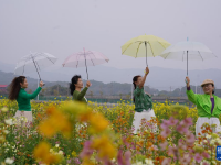 江西南昌：彩色油菜花田春光正好
