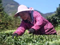 广西三江：早春茶飘香
