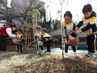 春日植树
