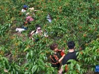 重庆璧山：樱桃采摘助力乡村振兴
