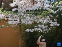 上海春意浓
