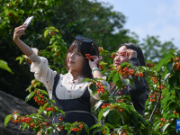 重庆璧山：樱桃采摘助力乡村振兴

