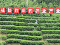 踏青品茶大苗山
