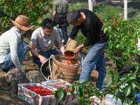 重庆璧山：樱桃采摘助力乡村振兴
