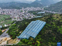 浙江慈溪：首批大棚杨梅开摘上市
