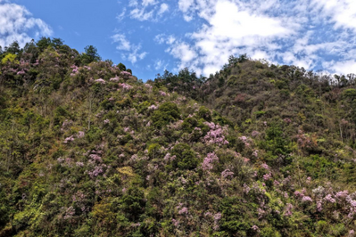 湖南舜皇山：紫染鹿角杜鹃花海入画屏