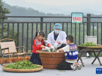 踏青品茶大苗山
