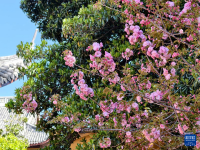 上海春意浓
