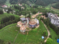 踏青品茶大苗山
