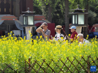 油菜花扮靓北海公园
