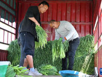 山东平度：蒜薹产销平稳 采收接近尾声
