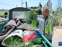 山东平度：蒜薹产销平稳 采收接近尾声
