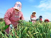 山东平度：蒜薹产销平稳 采收接近尾声
