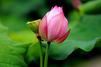 绥宁花园阁荷花初绽放
