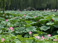 北京圆明园：映日荷花别样红
