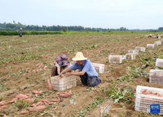 河北卢龙：鲜食甘薯收获忙