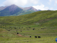 青海玛沁：秋日草原美
